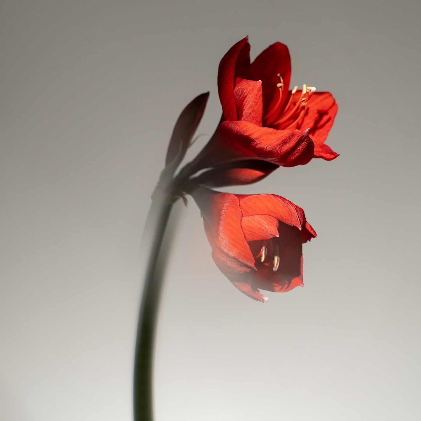 Beniyume Superfood Tea